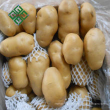 China Fresh Potato For Sale 150-200g Potato Price